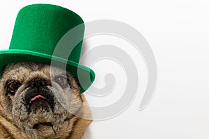 St. Patrick`s Day. Pug dog in a leprechaun hat on a white background