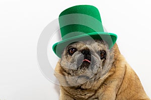St. Patrick`s Day. Pug dog in a leprechaun hat on a white background