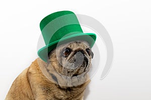 St. Patrick`s Day. Pug dog in a leprechaun hat on a white background