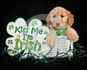 St Patrick's Day Puppy