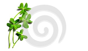 St. Patrick\'s Day shamrock leaves isolated on white background. Patrick Day pub party celebrating clover