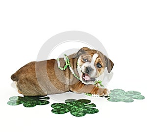 St Patricks Day Bulldog Puppy.