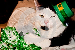 St. Patricks Day Cat