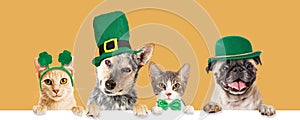 St Patricks Day Cats and Dogs Over Banner