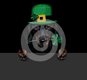 St patricks  day dog