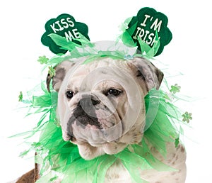 St. Patricks Day dog