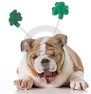 St patricks day dog