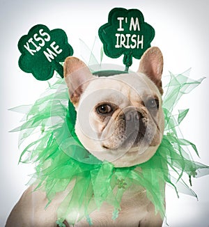 St Patricks Day dog