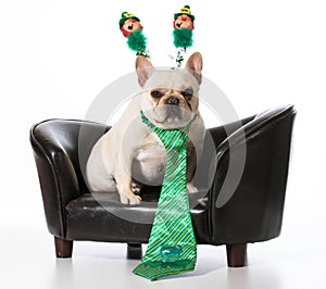 St Patricks day dog