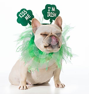 St Patricks Day dog