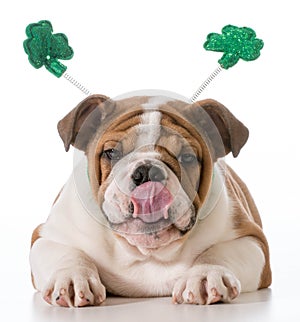 St patricks day dog