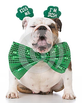 St Patricks Day dog