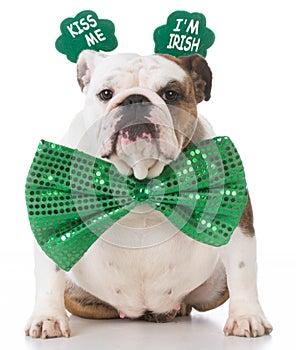 St Patricks Day dog