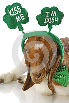 St patricks day goat