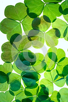 St.Patricks day shamrocks