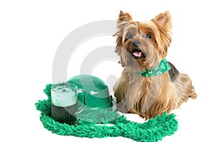 St Patricks Day Yorkie