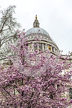 St Pauls Cathedral Anglican Cathedral in London photo