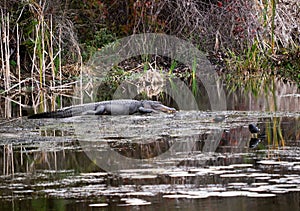 St Petersburg Alligator