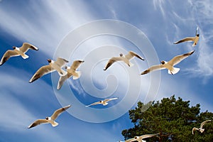 St. Petersburg. The Gulf of Finland. Sea gulls against a blue sky