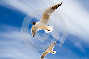 St. Petersburg. The Gulf of Finland. Sea gulls against a blue sky