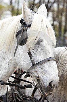 St. Petersburg, Russia. A horse team at the Mikhailovsky Garden