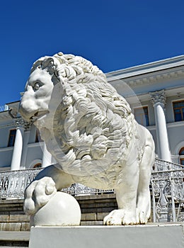 ST. PETERSBURG, RUSSIA - JULY 11, 2014: A white stone lion with