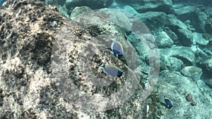 St. Pierre Island powder blue tang