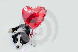 St. Valentine's Day concept. Funny portrait cute puppy dog border collie holding red heart balloon in paw isolated on