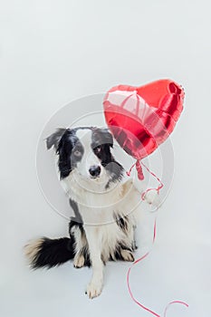 St. Valentine`s Day concept. Funny portrait cute puppy dog border collie holding red heart balloon in paw isolated on white