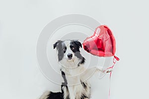St. Valentine`s Day concept. Funny portrait cute puppy dog border collie holding red heart balloon in paw isolated on white