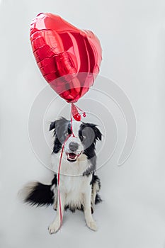 St. Valentine`s Day concept. Funny portrait cute puppy dog border collie holding red heart balloon in paw isolated on white