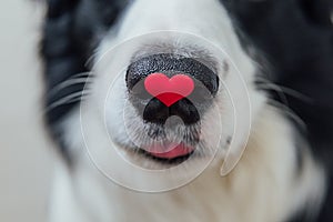 St. Valentine's Day concept. Funny portrait cute puppy dog border collie holding red heart on nose isolated on white