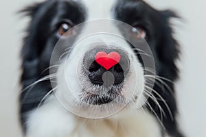 St. Valentine's Day concept. Funny portrait cute puppy dog border collie holding red heart on nose isolated on white