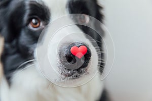 St. Valentine's Day concept. Funny portrait cute puppy dog border collie holding red heart on nose isolated on white