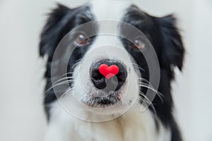 St. Valentine's Day concept. Funny portrait cute puppy dog border collie holding red heart on nose isolated on white