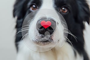 St. Valentine's Day concept. Funny portrait cute puppy dog border collie holding red heart on nose isolated on white