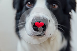 St. Valentine's Day concept. Funny portrait cute puppy dog border collie holding red heart on nose isolated on white