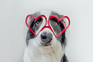 St. Valentine's Day concept. Funny puppy dog border collie in red heart shaped glasses isolated on white background