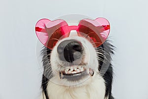 St. Valentine's Day concept. Funny puppy dog border collie in red heart shaped glasses isolated on white background