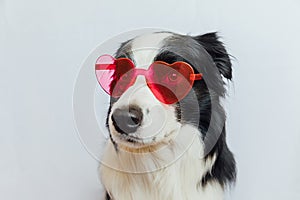 St. Valentine's Day concept. Funny puppy dog border collie in red heart shaped glasses isolated on white background