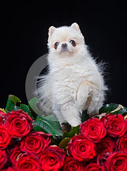 St. Valentines Day. Lovely Pomeranian spitz gives a flower gift. Happy lover puppy dog lying with an artificial red rose