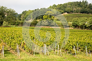 St Ã©milion vineyards landscape of Saint Emilion bordeaux wine in France