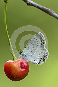 Staartblauwtje, Short-tailed Blue