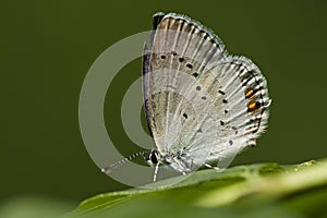 Staartblauwtje, Short-tailed Blue