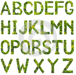 Stabilized Lichen or moss font. Capital letters made from green moss