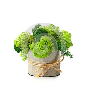 Stabilized moss in a flowerpot on a white background