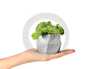 Stabilized moss in a flowerpot on white isolated