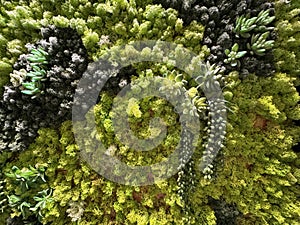 stabilized moss and succulents, green wall, natural background photo