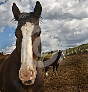 Stable horses big and small