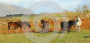 Stable of horses in a field.